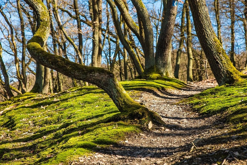Adventure Trail